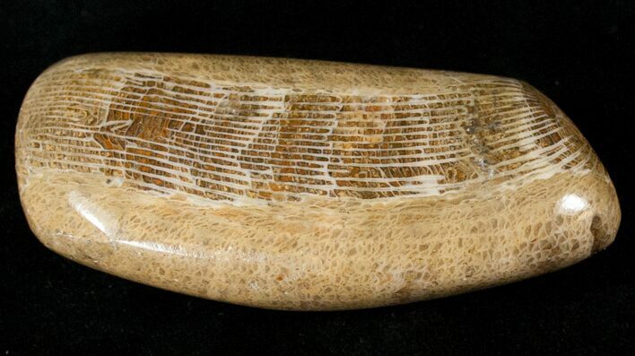 Polished Fossil Horn Coral - Morocco #18102